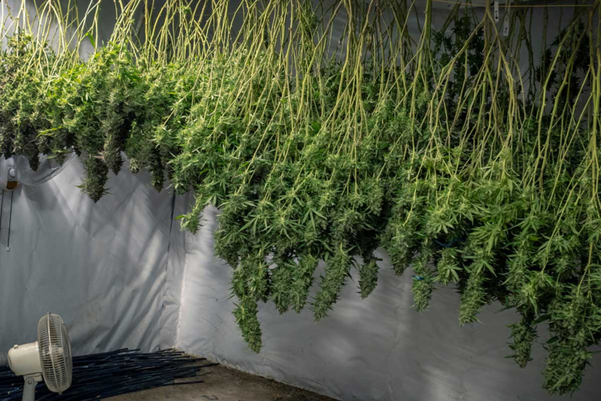 cannabis sechage