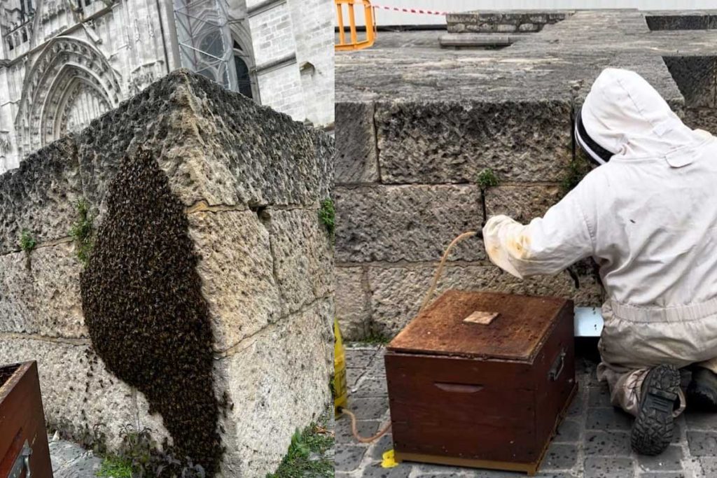 essaim abeilles beauvais