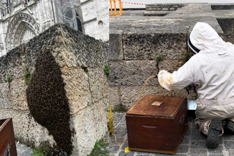 essaim abeilles beauvais