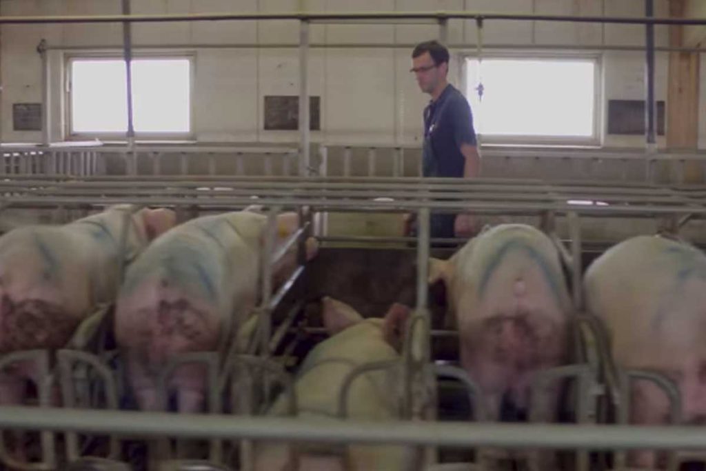 ferme porcine grivesnes