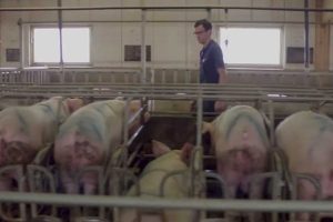 ferme porcine grivesnes