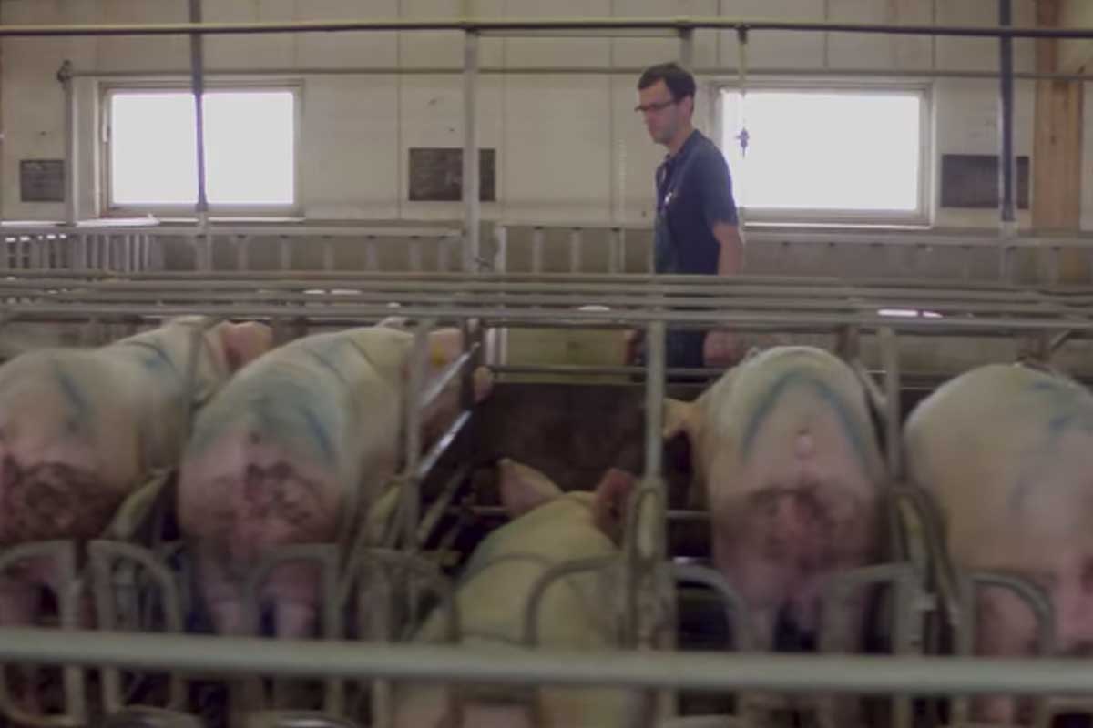 ferme porcine grivesnes