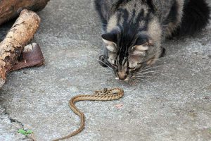 chat serpent