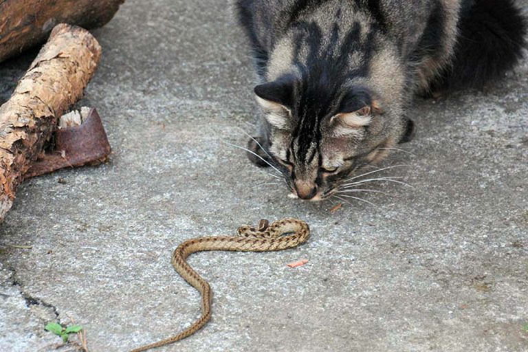 chat serpent