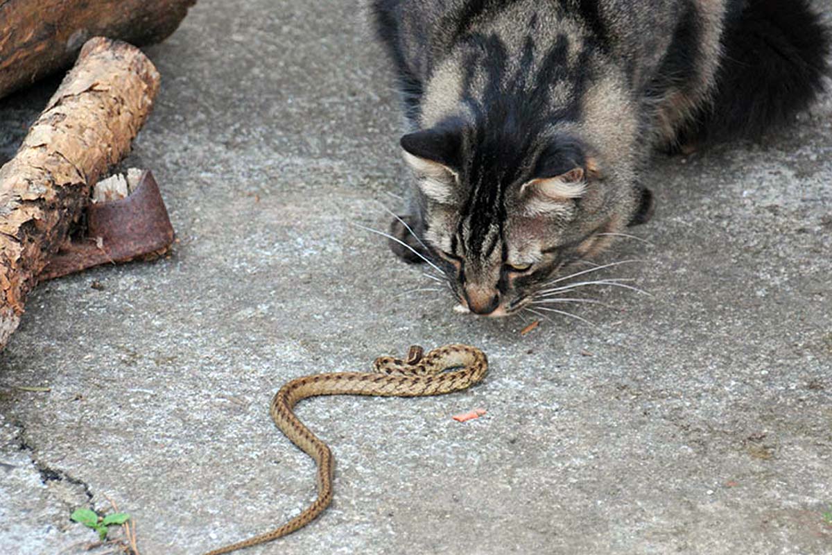 chat serpent