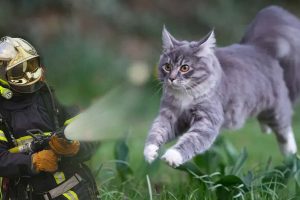 incendie main coon