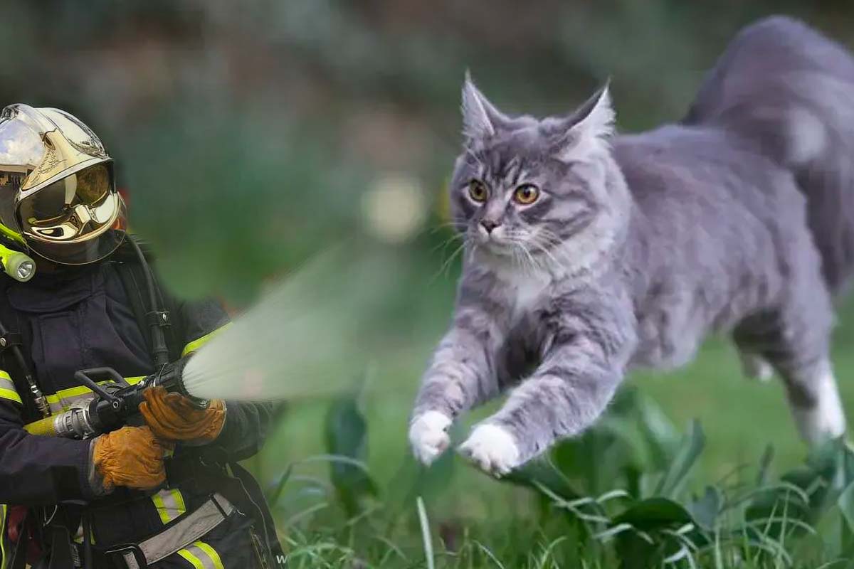 incendie main coon