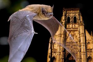 journee chauve souris saint riquier