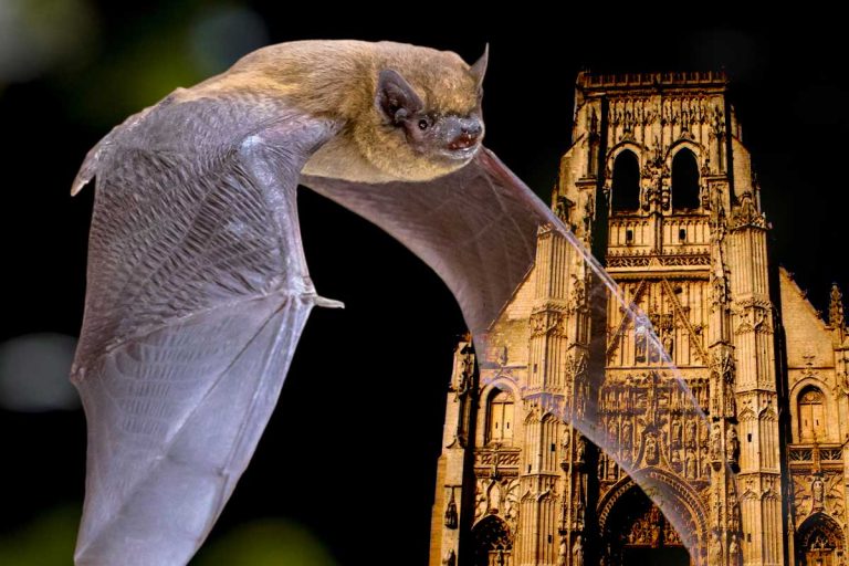 journee chauve souris saint riquier