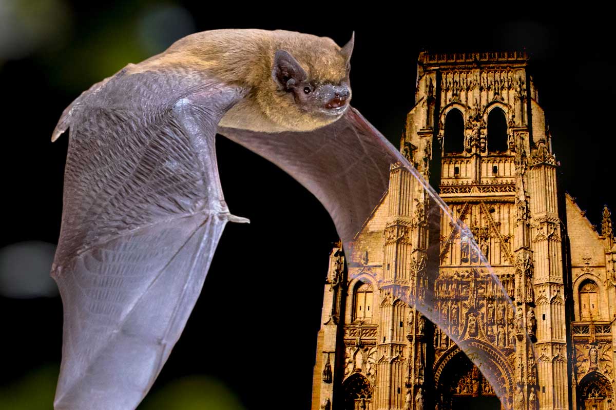journee chauve souris saint riquier