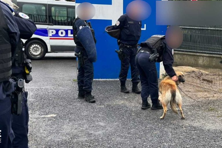 maltraitrance animal