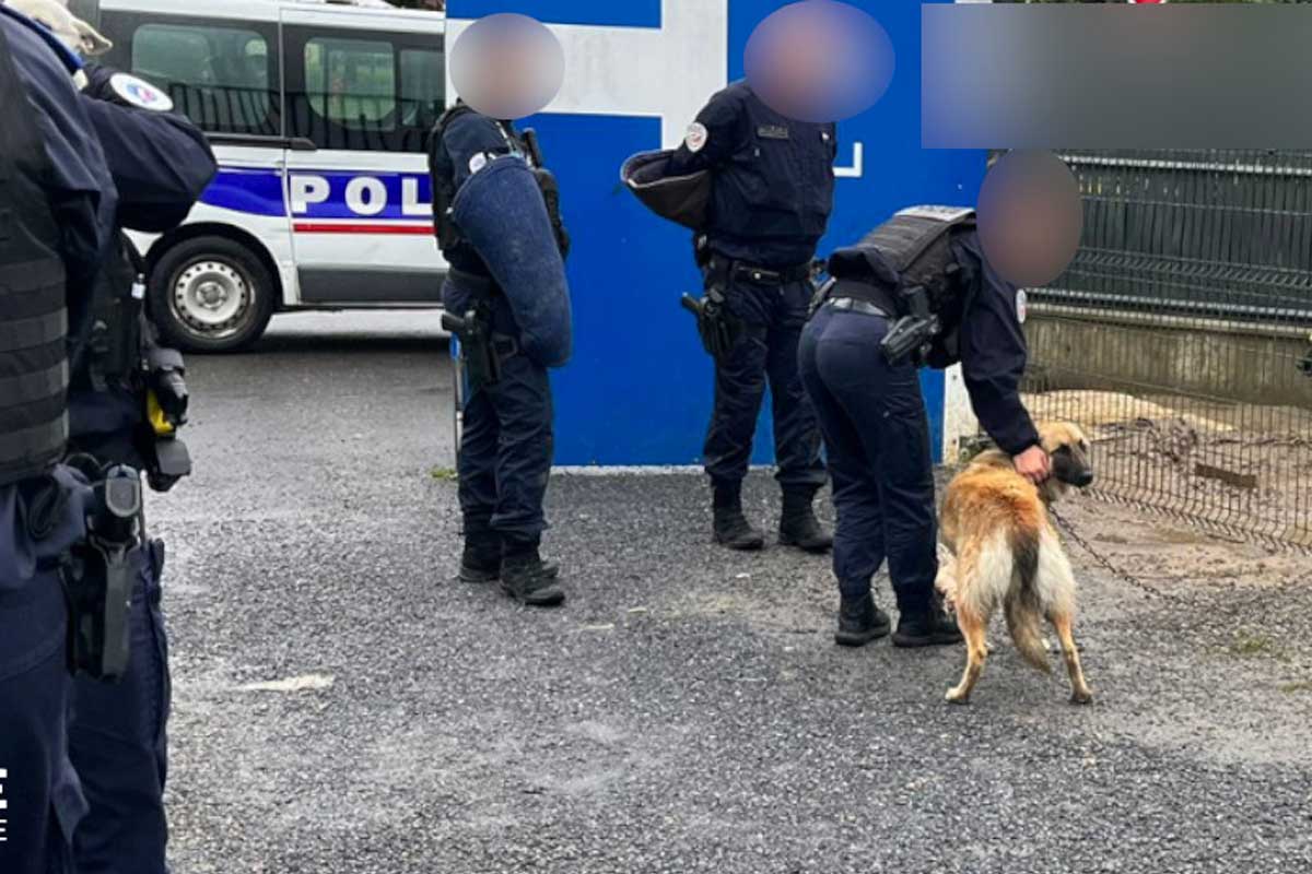 maltraitrance animal