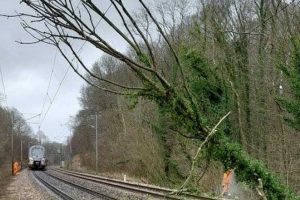 arbre catenaire