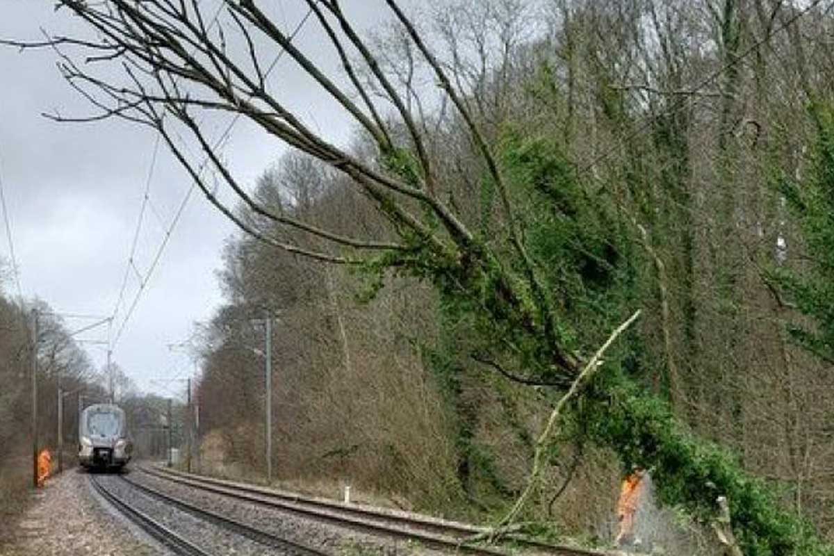 arbre catenaire