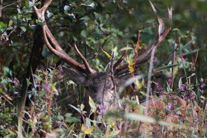 cerf L'épine Compiègne