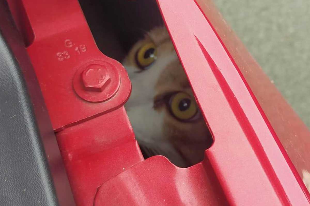 chat coince dans moteur