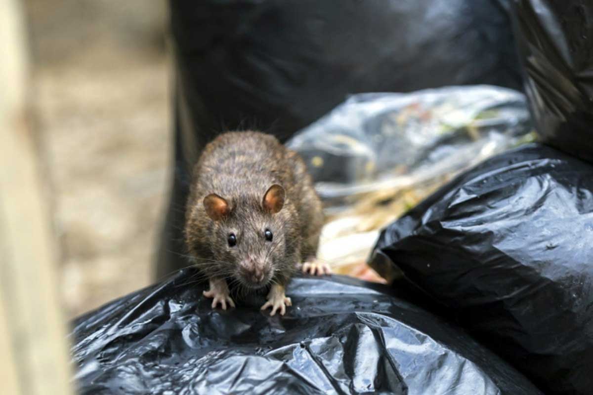 rats