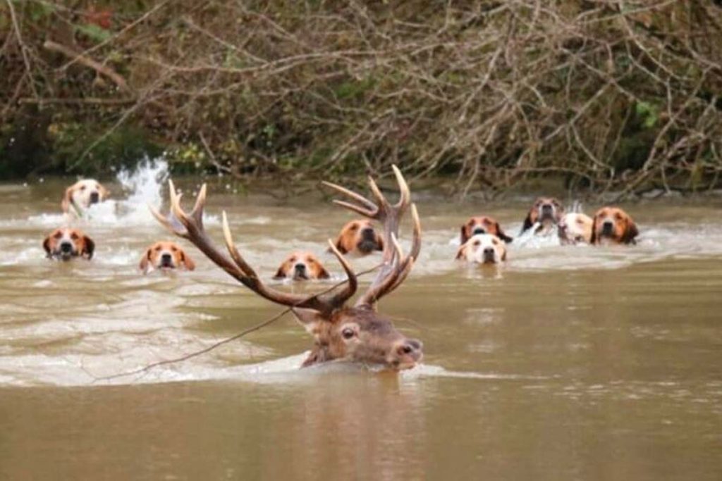 cerf indien rethonde
