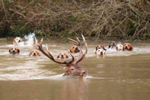 cerf indien rethonde