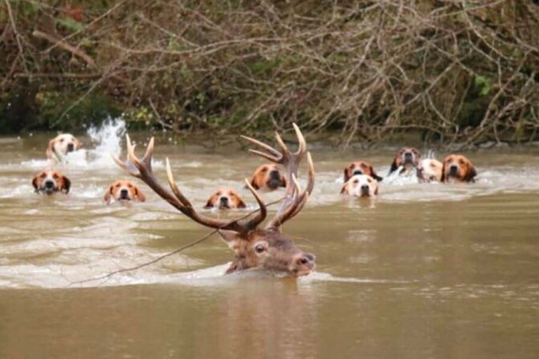 cerf indien rethonde