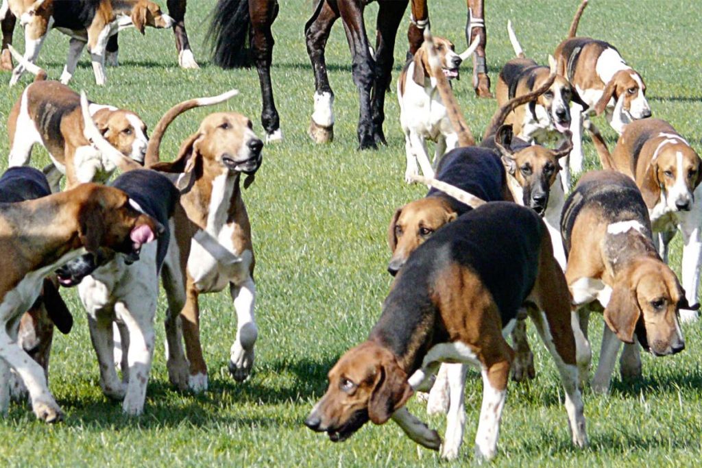 chiens chasse a cour