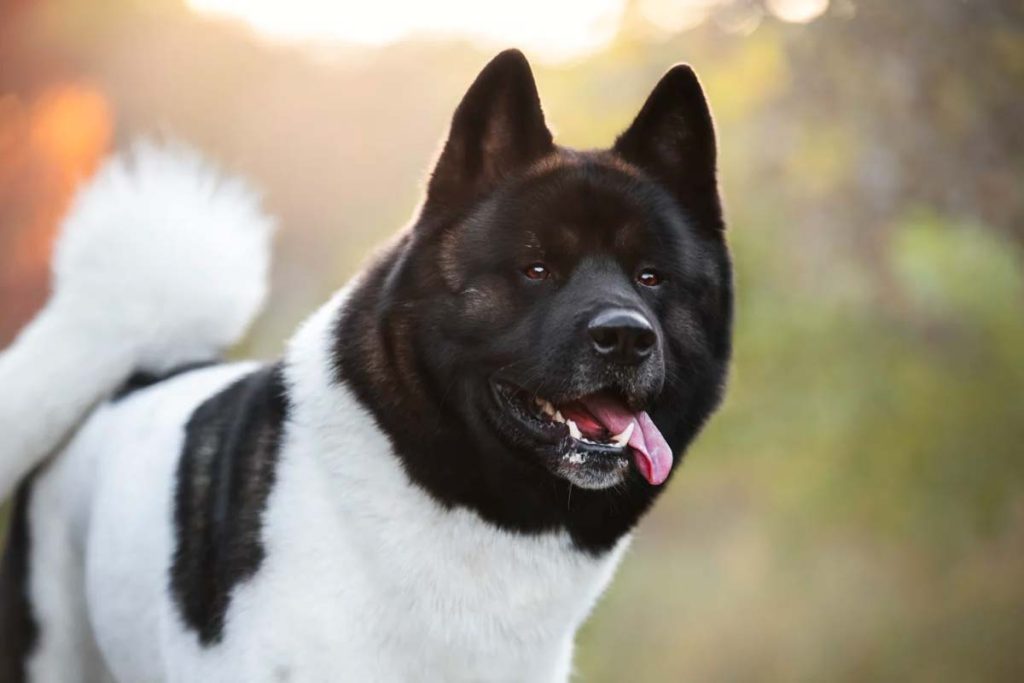 attaque chien picardie