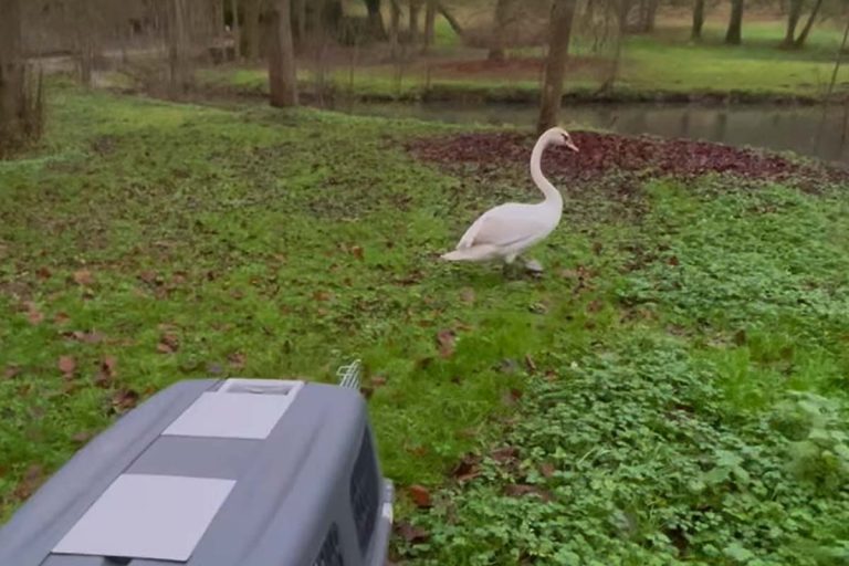 cygne liberer crepy en valois