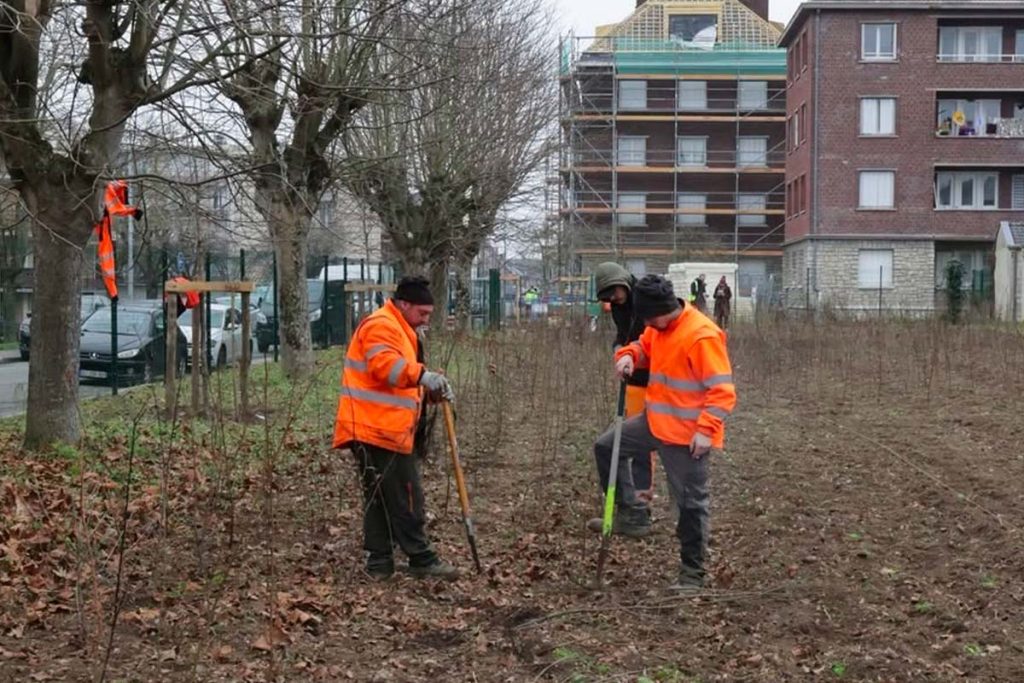 plantation arbre amiens