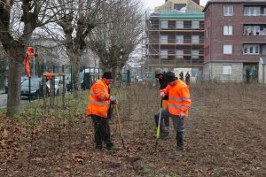 plantation arbre amiens