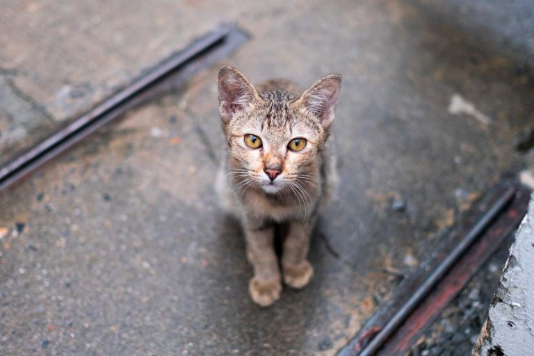 chat errant