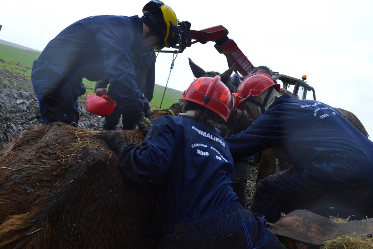 Sauvetage spectaculaire d’un cheval par les pompiers de l’Aisne