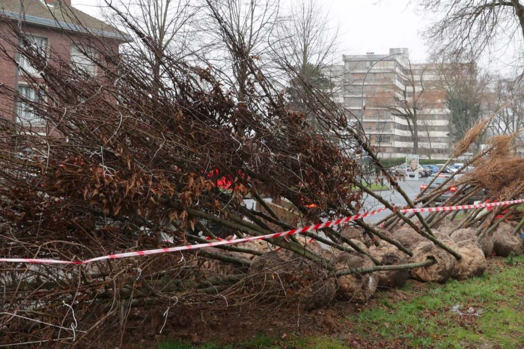 nouveaux arbres amiens