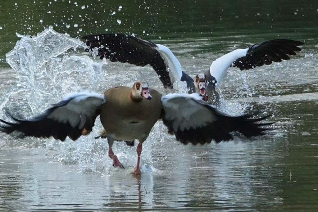 oiseau de picardie