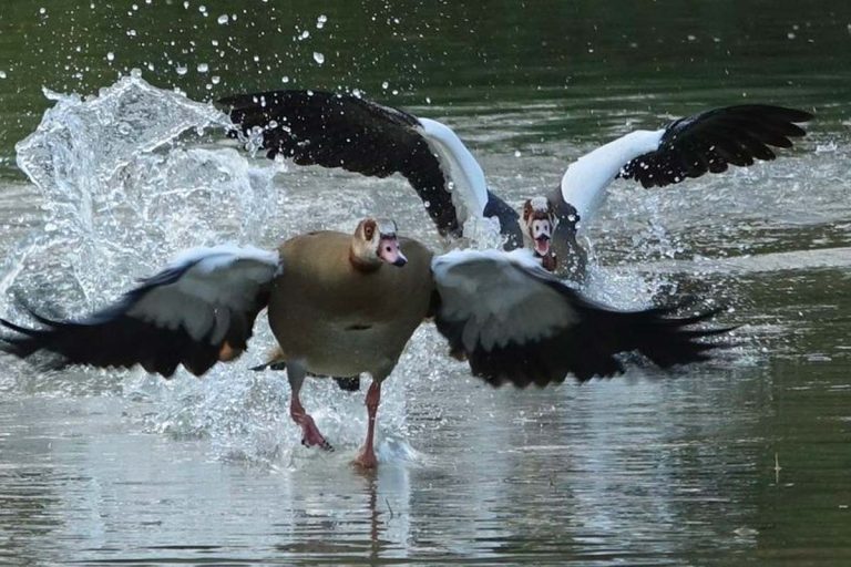 oiseau de picardie