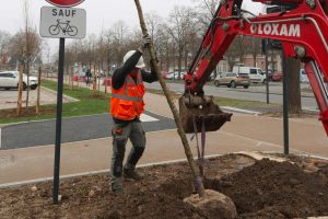 plantation arbres amiens