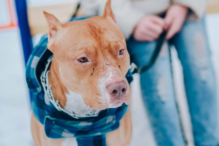 attaque de chien picardie
