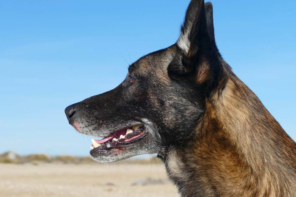 berger malinois