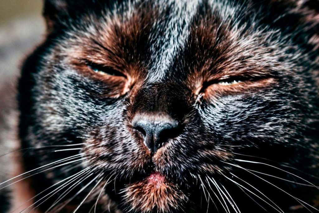 chat