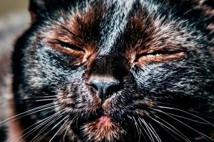 chat