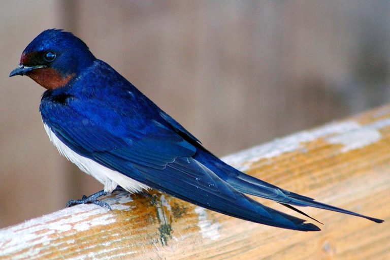 hirondelle rustique baie de somme