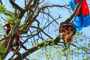 parapentiste accroche dans un arbre
