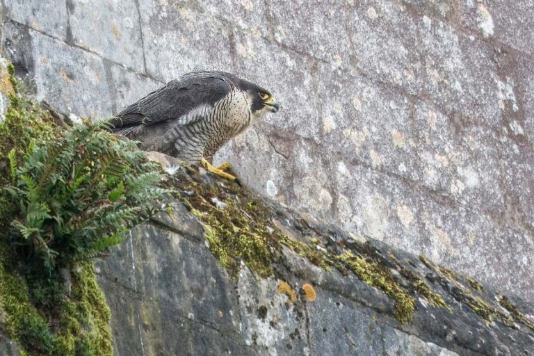 rapace cathedrale senlis