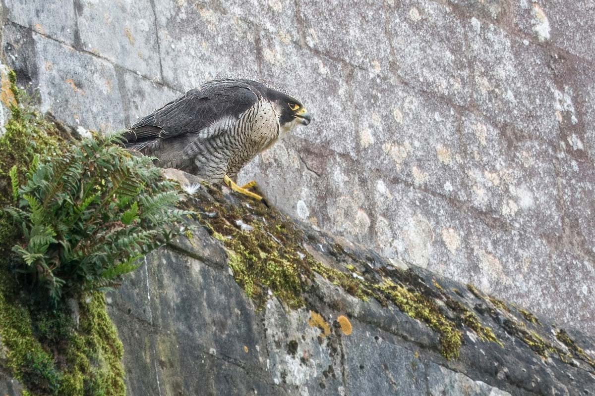 rapace cathedrale senlis