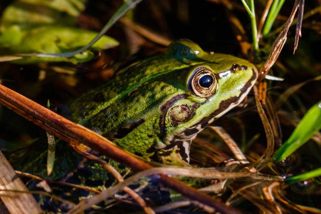 crapaud picardie