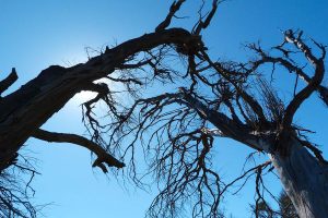 chute arbre picardieweb