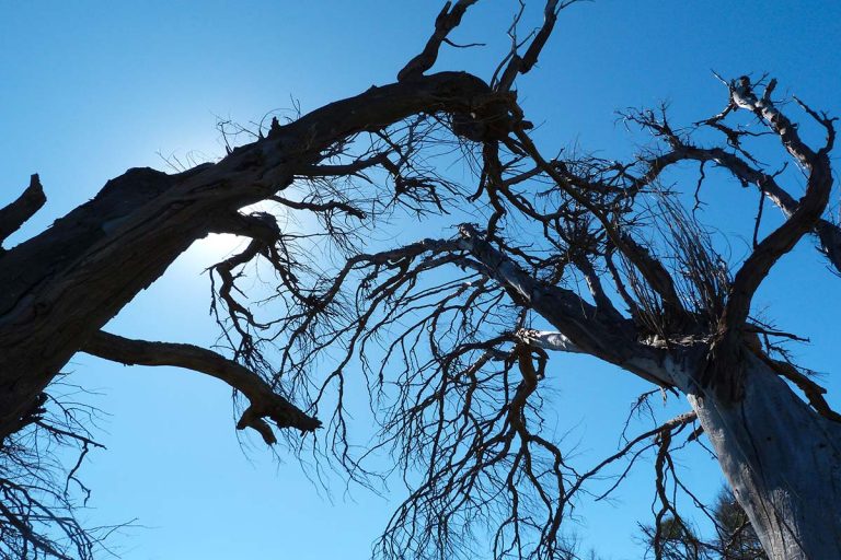 chute arbre picardieweb