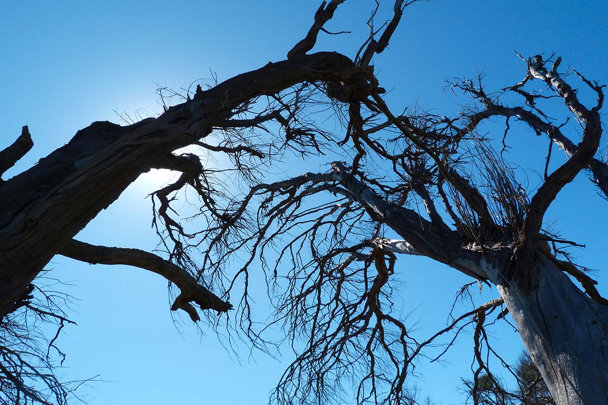 chute arbre picardieweb