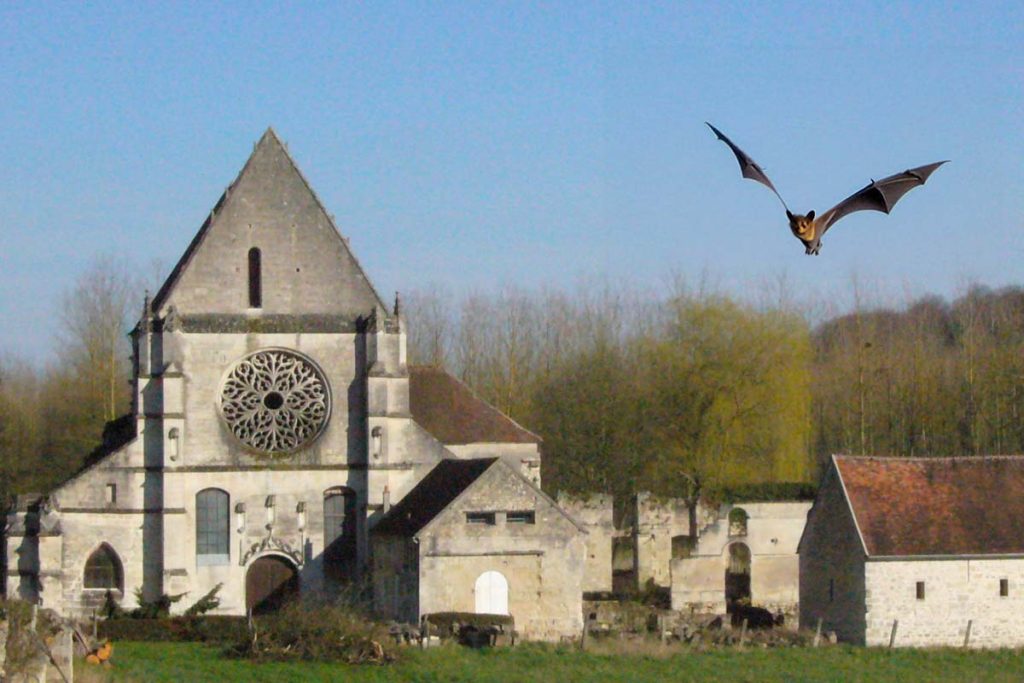 chouve souris abbaye lieu restaure