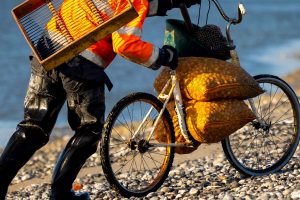 peche coques baie de somme