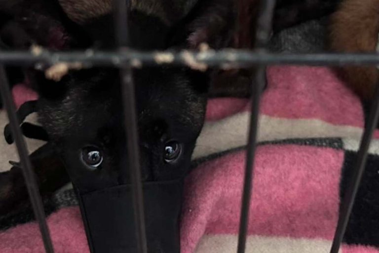 violence animal hermes